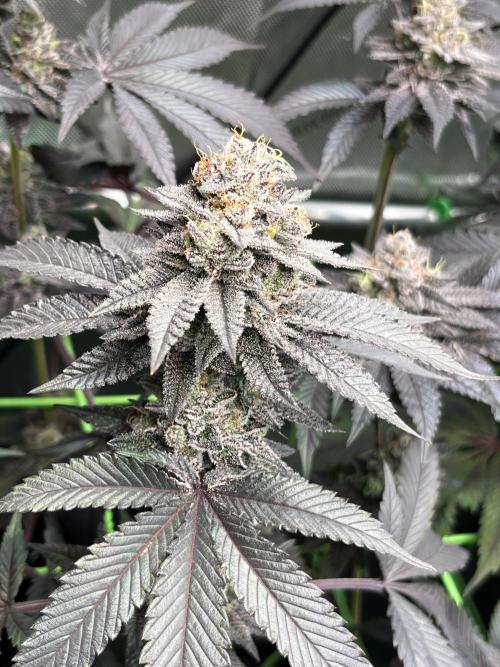 Pink Milk • Solfire. Week 15