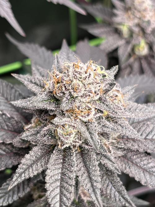Pink Milk • Solfire. Week 15