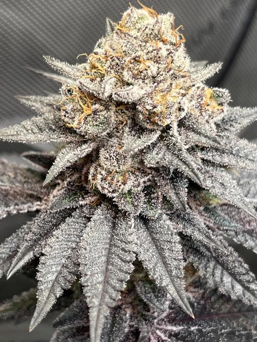 Pink Milk • Solfire. Week 15