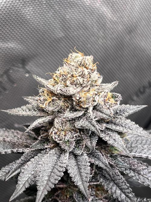 Pink Milk • Solfire. Week 15