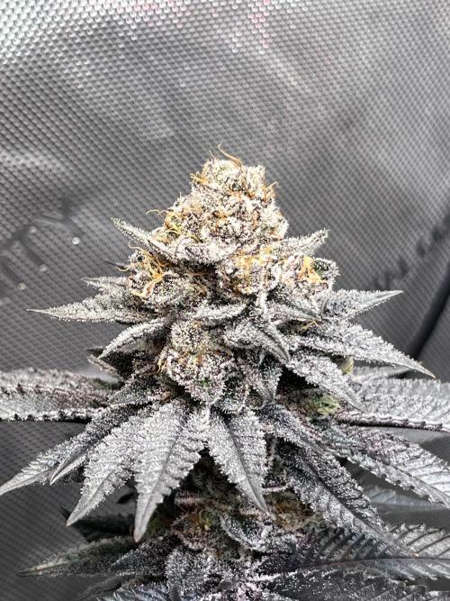 Pink Milk • Solfire. Week 15