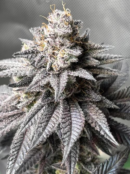 Pink Milk • Solfire. Week 15