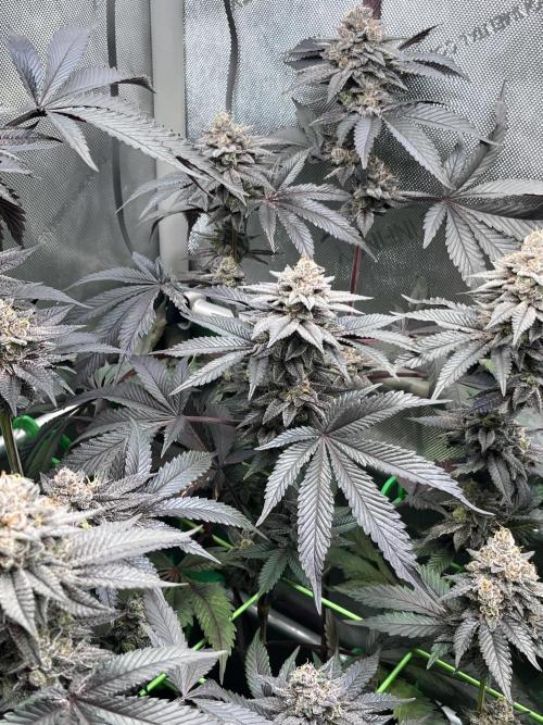 Pink Milk • Solfire. Week 15
