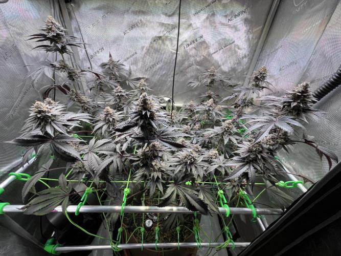 Pink Milk • Solfire. Week 15