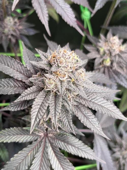 Pink Milk • Solfire. Week 15