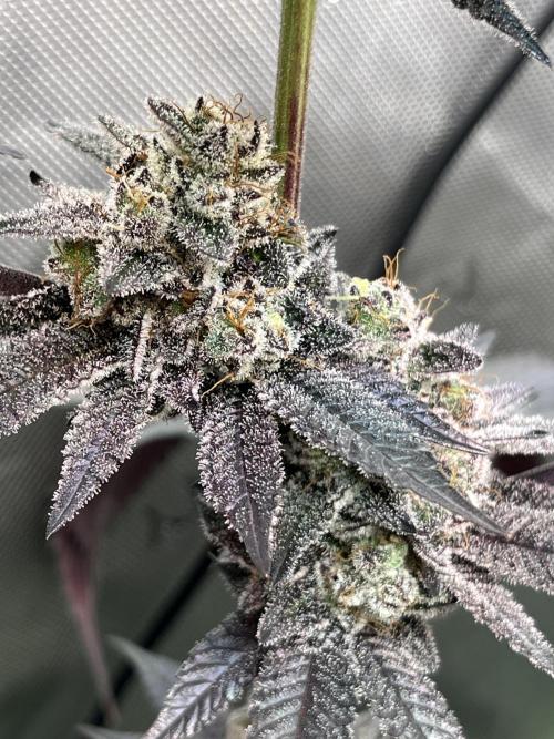 Pink Milk • Solfire. Week 15
