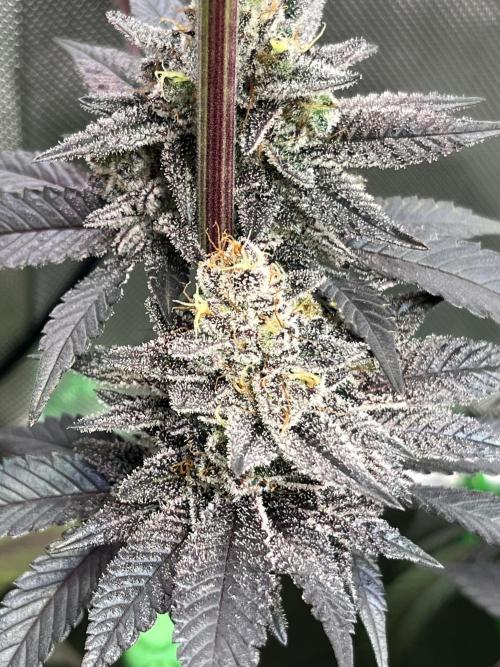Pink Milk • Solfire. Week 15