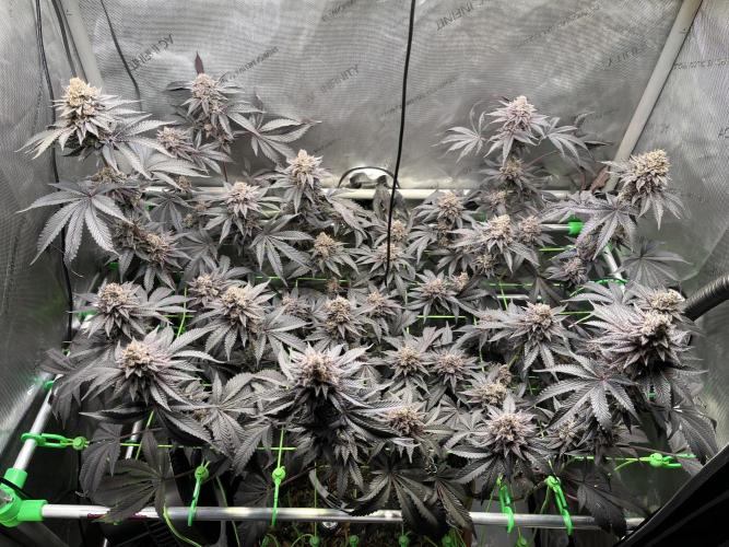 Pink Milk • Solfire. Week 16