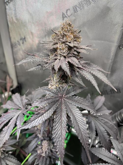 Pink Milk • Solfire. Week 16