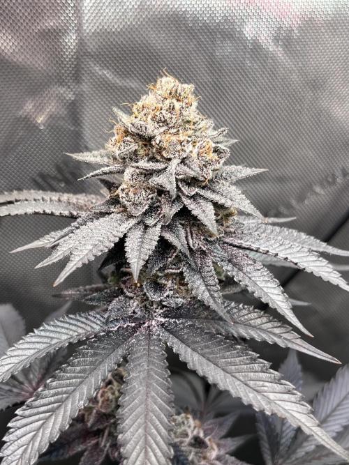 Pink Milk • Solfire. Week 16