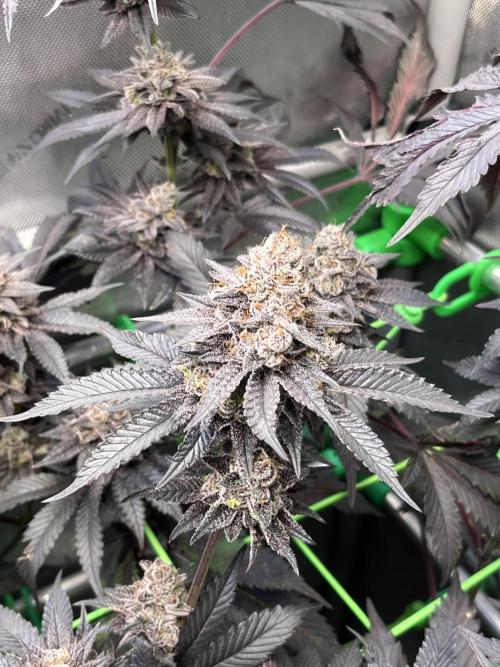 Pink Milk • Solfire. Week 16
