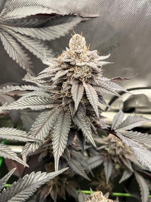 Pink Milk • Solfire. Week 16