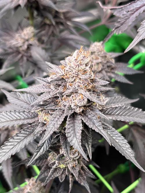 Pink Milk • Solfire. Week 16