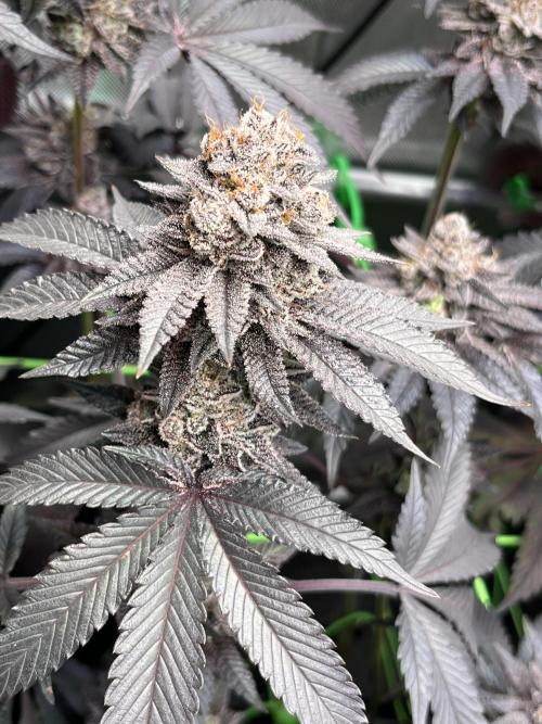 Pink Milk • Solfire. Week 16