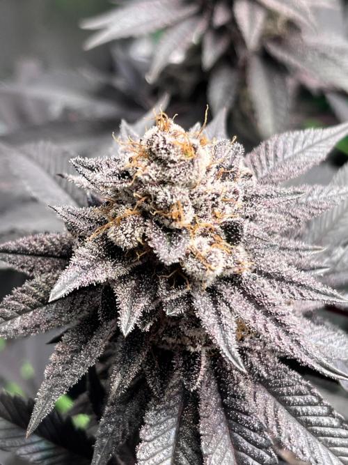 Pink Milk • Solfire. Week 16