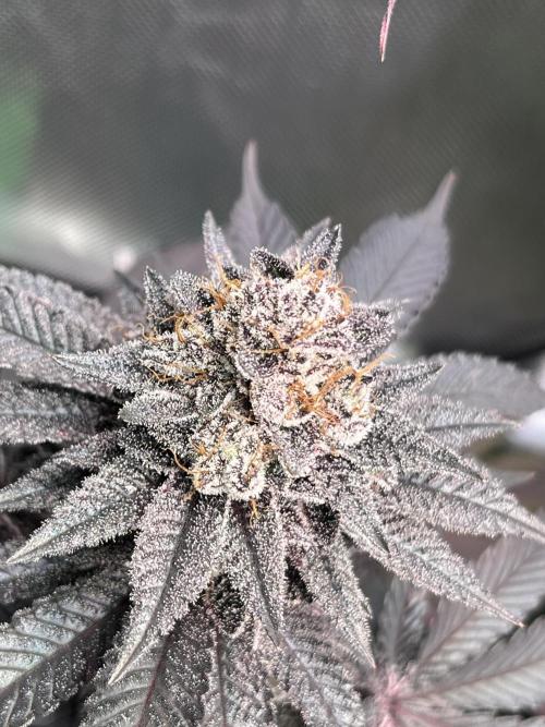 Pink Milk • Solfire. Week 16