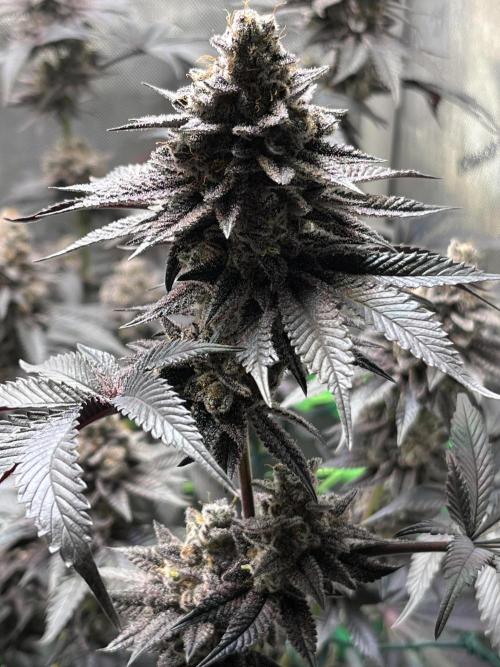 Pink Milk • Solfire. Week 16