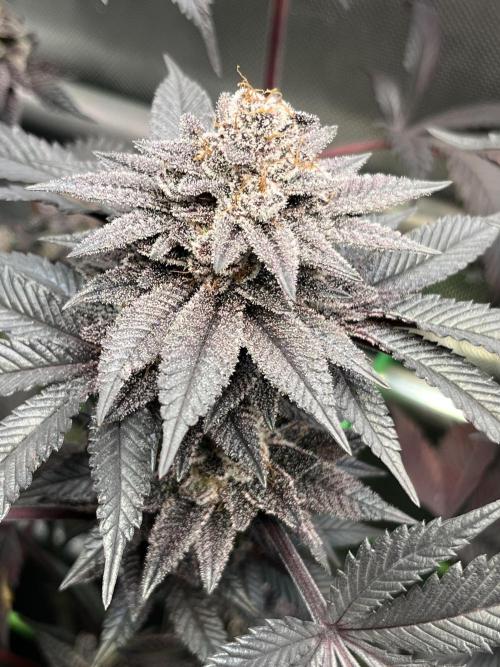 Pink Milk • Solfire. Week 16