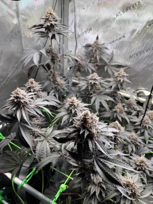 Pink Milk • Solfire. Week 16