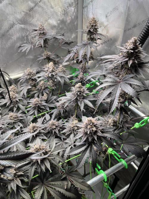 Pink Milk • Solfire. Week 16