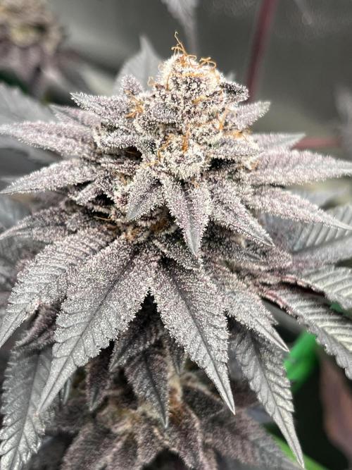 Pink Milk • Solfire. Week 16