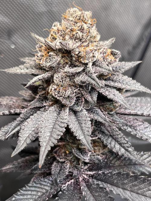Pink Milk • Solfire. Week 16