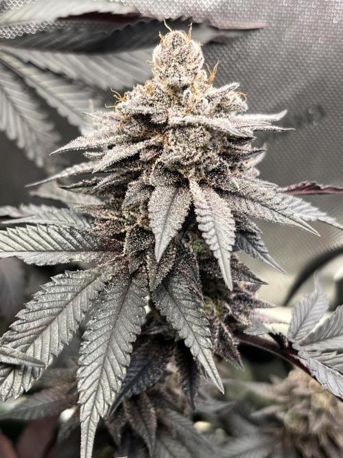 Pink Milk • Solfire. Week 16