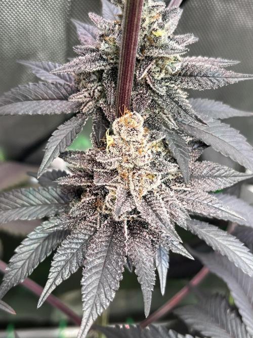 Pink Milk • Solfire. Week 16