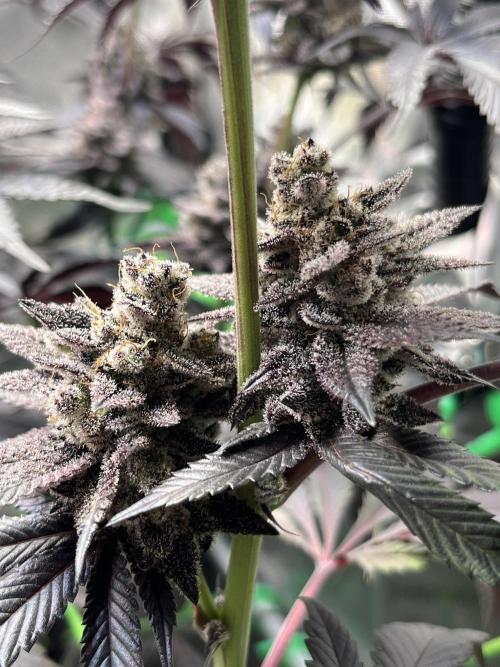 Pink Milk • Solfire. Week 16