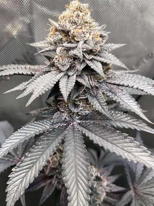 Pink Milk • Solfire. Week 16