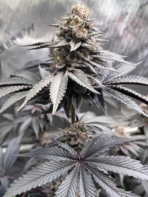 Pink Milk • Solfire. Week 16