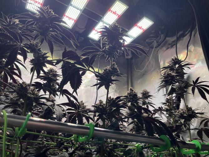 Pink Milk • Solfire. Week 16