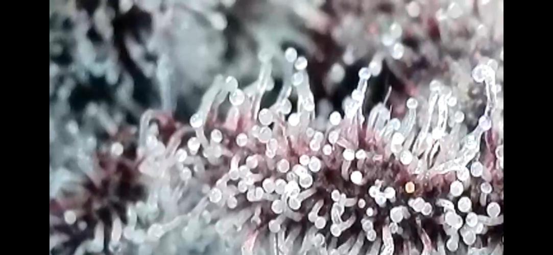 Pink Milk • Solfire. Week 16