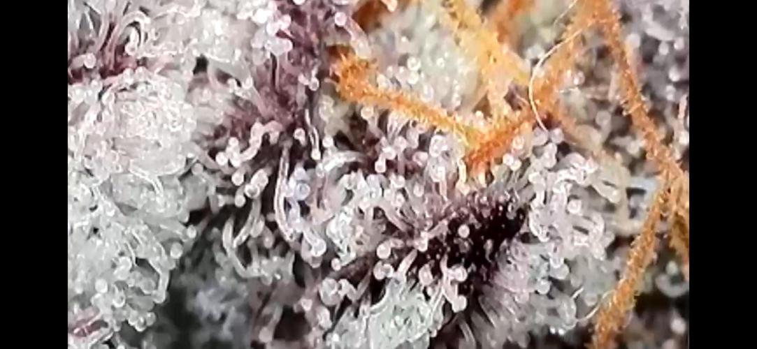 Pink Milk • Solfire. Week 16