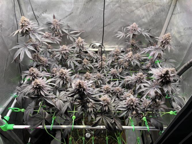 Pink Milk • Solfire. Week 17