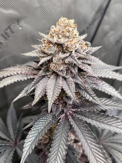 Pink Milk • Solfire. Week 17