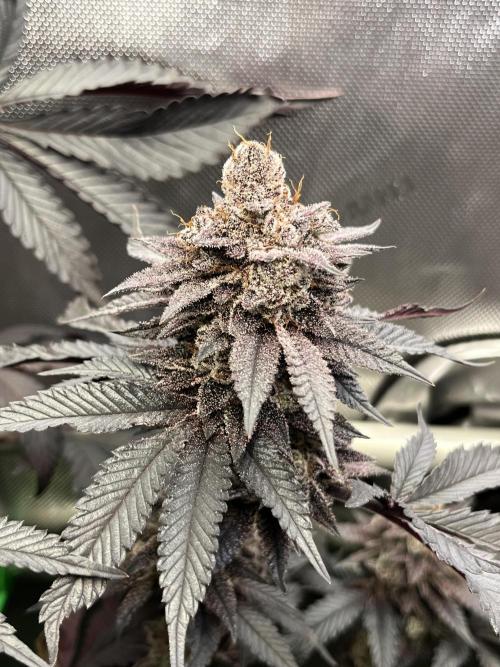 Pink Milk • Solfire. Week 17