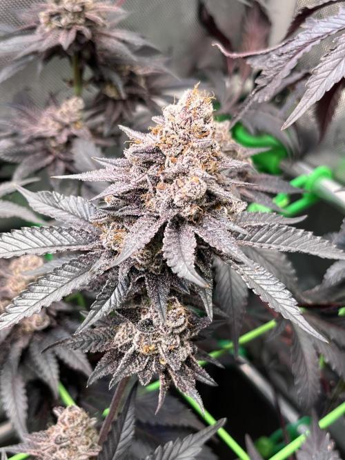 Pink Milk • Solfire. Week 17
