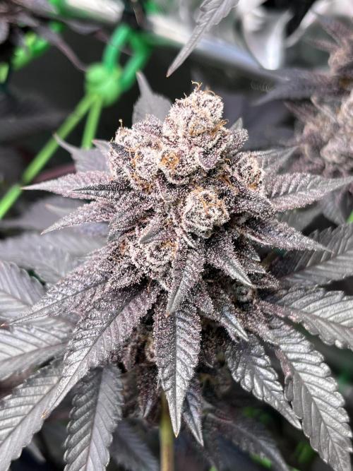 Pink Milk • Solfire. Week 17