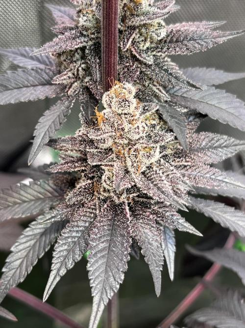 Pink Milk • Solfire. Week 17