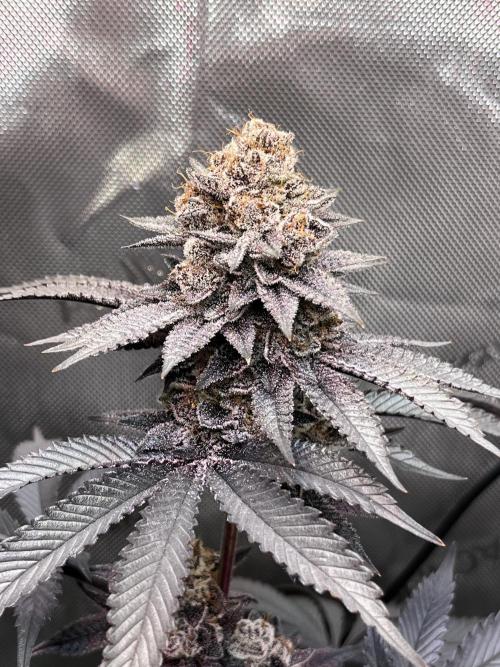 Pink Milk • Solfire. Week 17