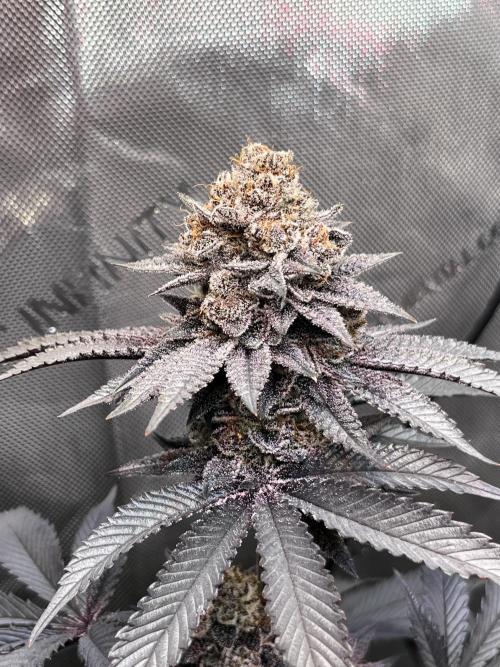 Pink Milk • Solfire. Week 17