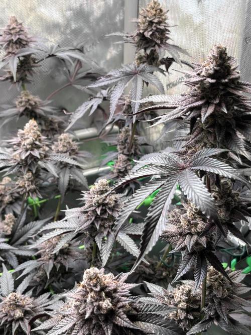 Pink Milk • Solfire. Week 17