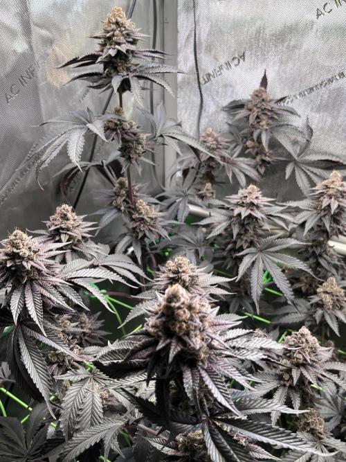 Pink Milk • Solfire. Week 17