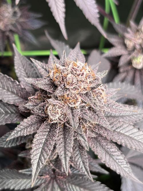 Pink Milk • Solfire. Week 17