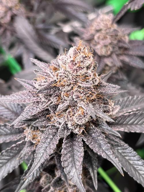 Pink Milk • Solfire. Week 17