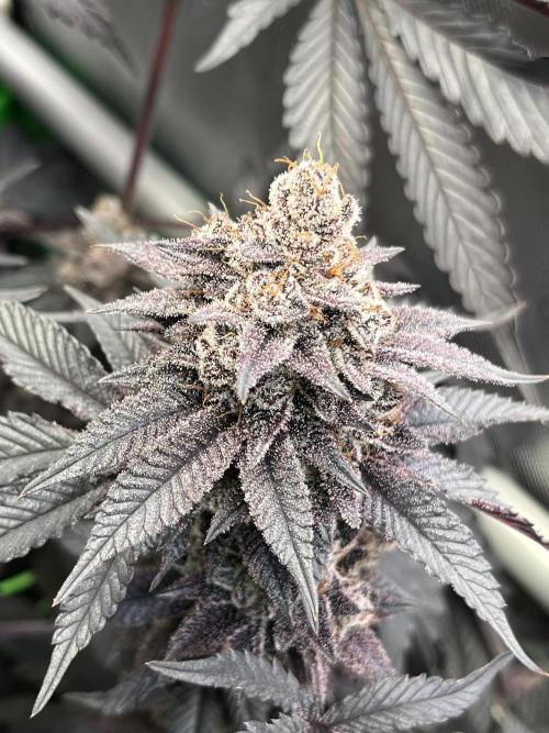 Pink Milk • Solfire. Week 17