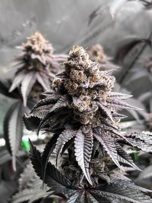 Pink Milk • Solfire. Week 17