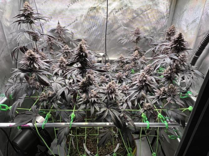 Pink Milk • Solfire. Week 17