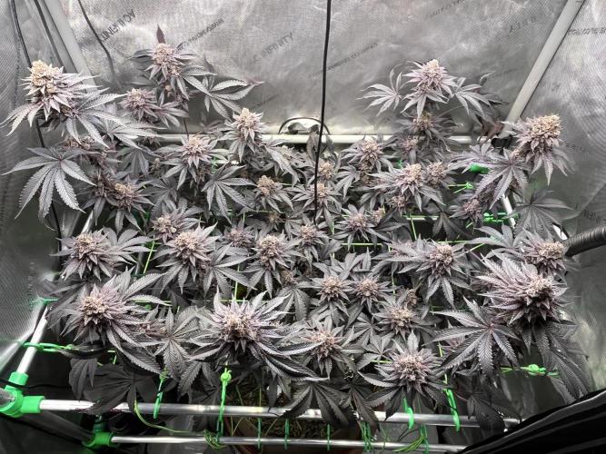 Pink Milk • Solfire. Week 17